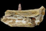 Spinosaurus Jaw Section - Composite Tooth #110476-3
